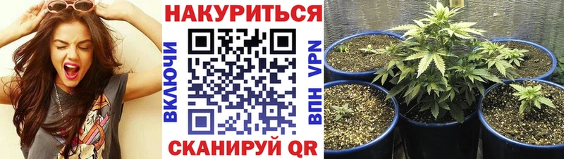 Купить  Калачинск  Бошки марихуана марихуана 